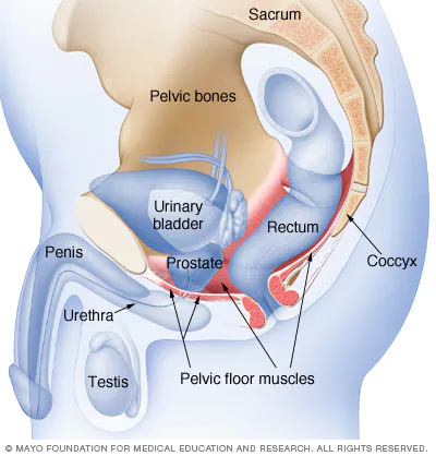 Diagram of the male pelvic floor muscles