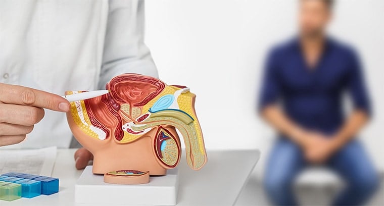 Anatomical model illustrating a prostatectomy