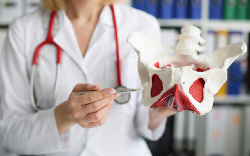 Pelvic health physiotherapist demonstrating pelvic floor anatomy with a model